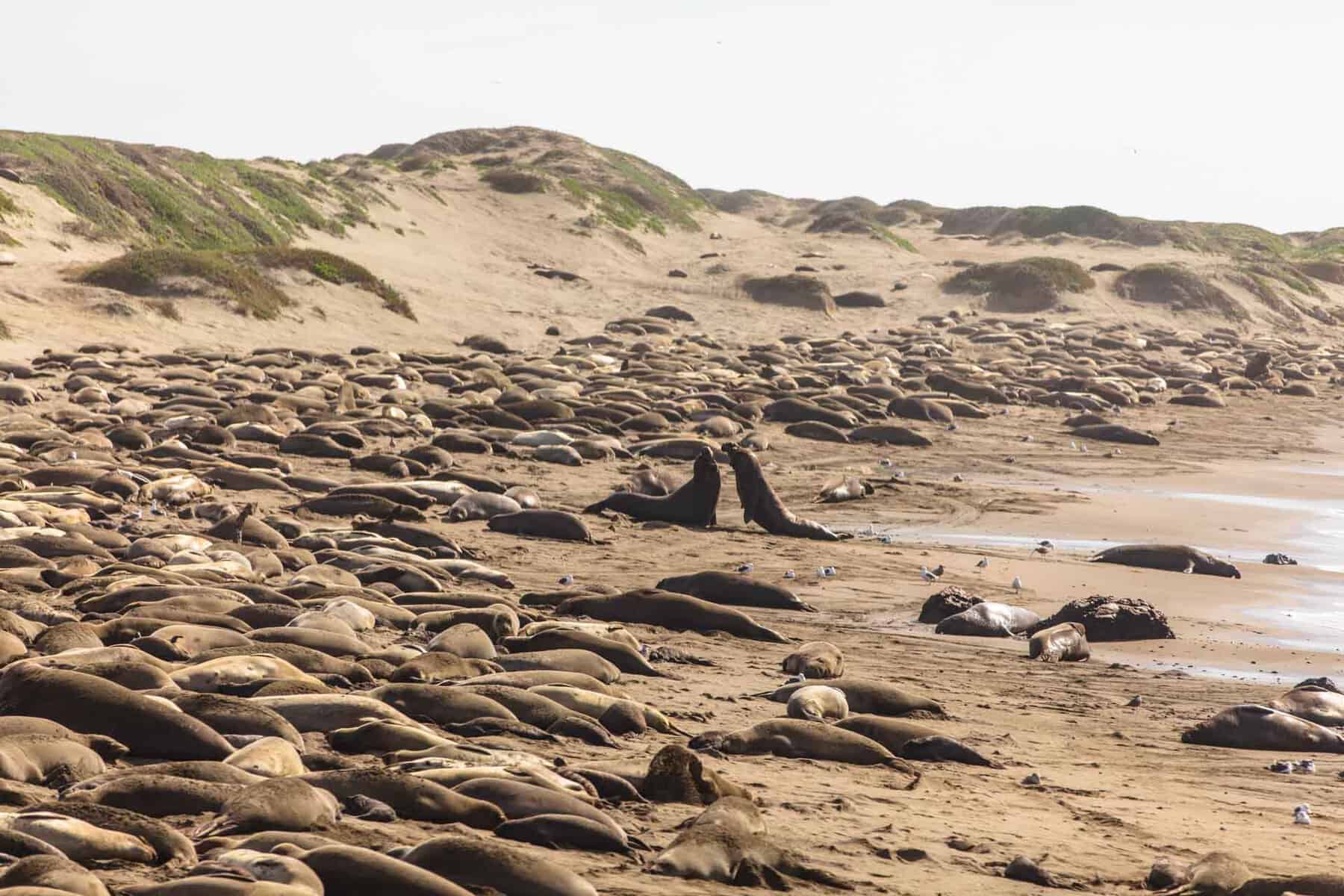 San Simeon elephant seals