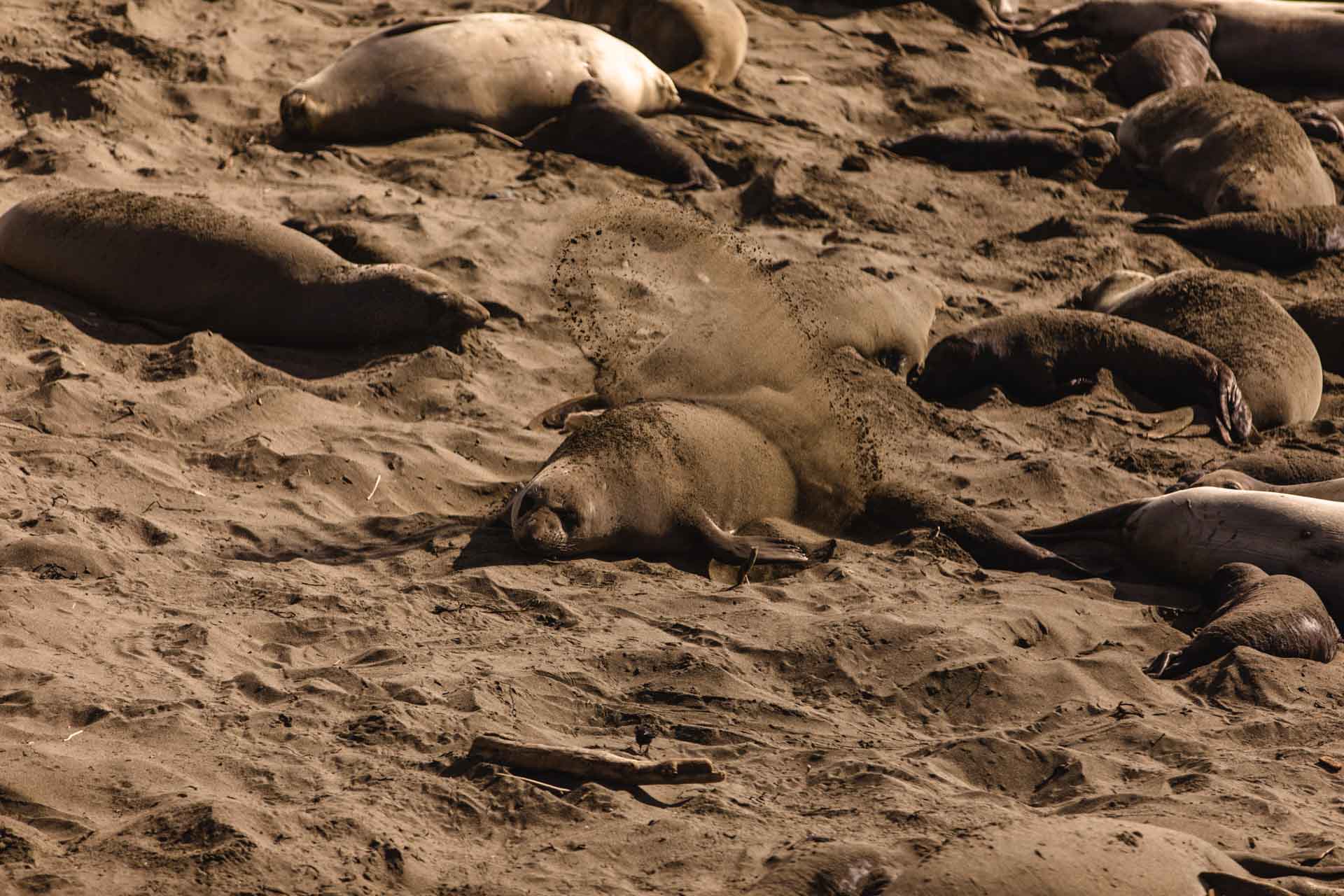 San Simeon elephant seals