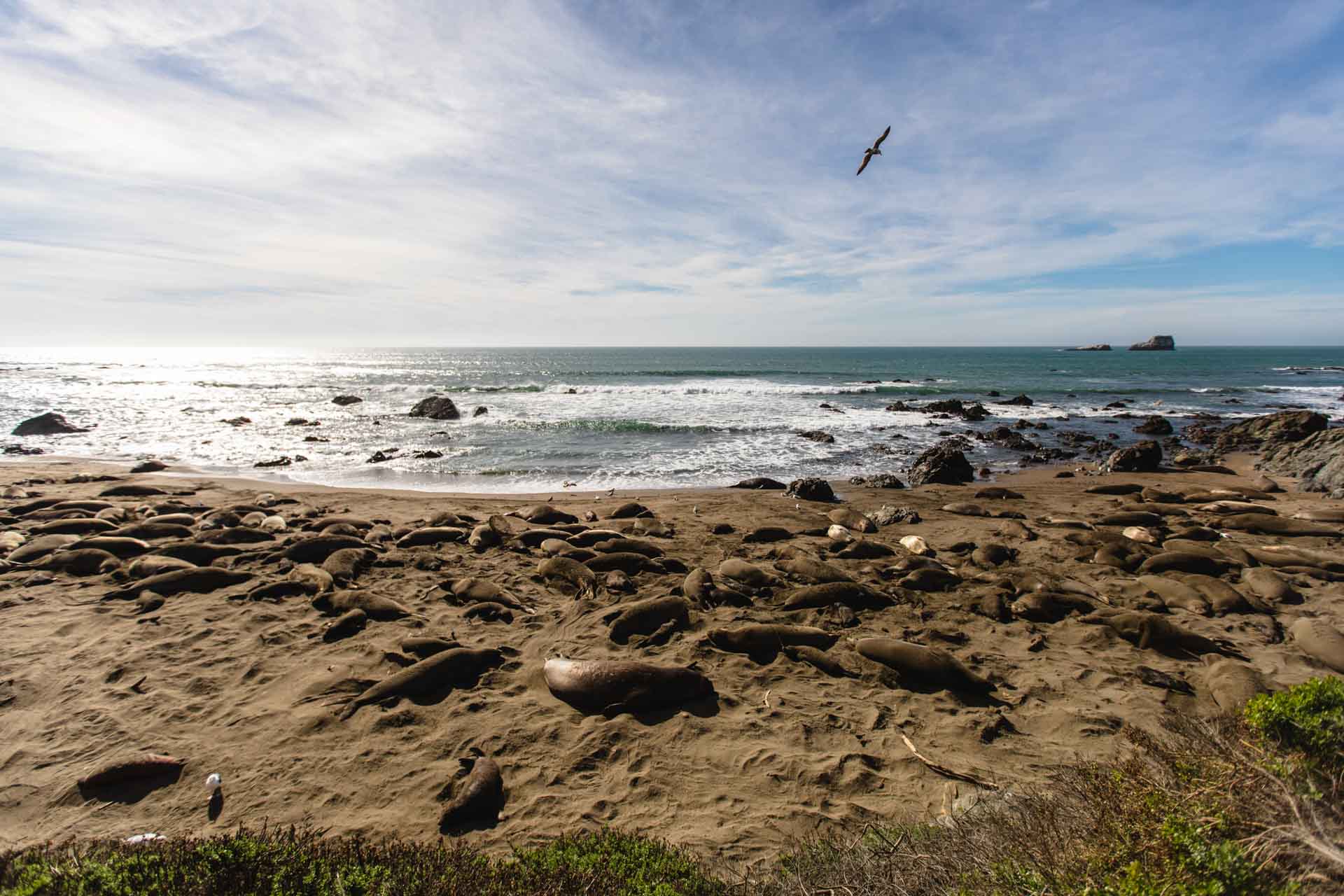 San Simeon elephant seals