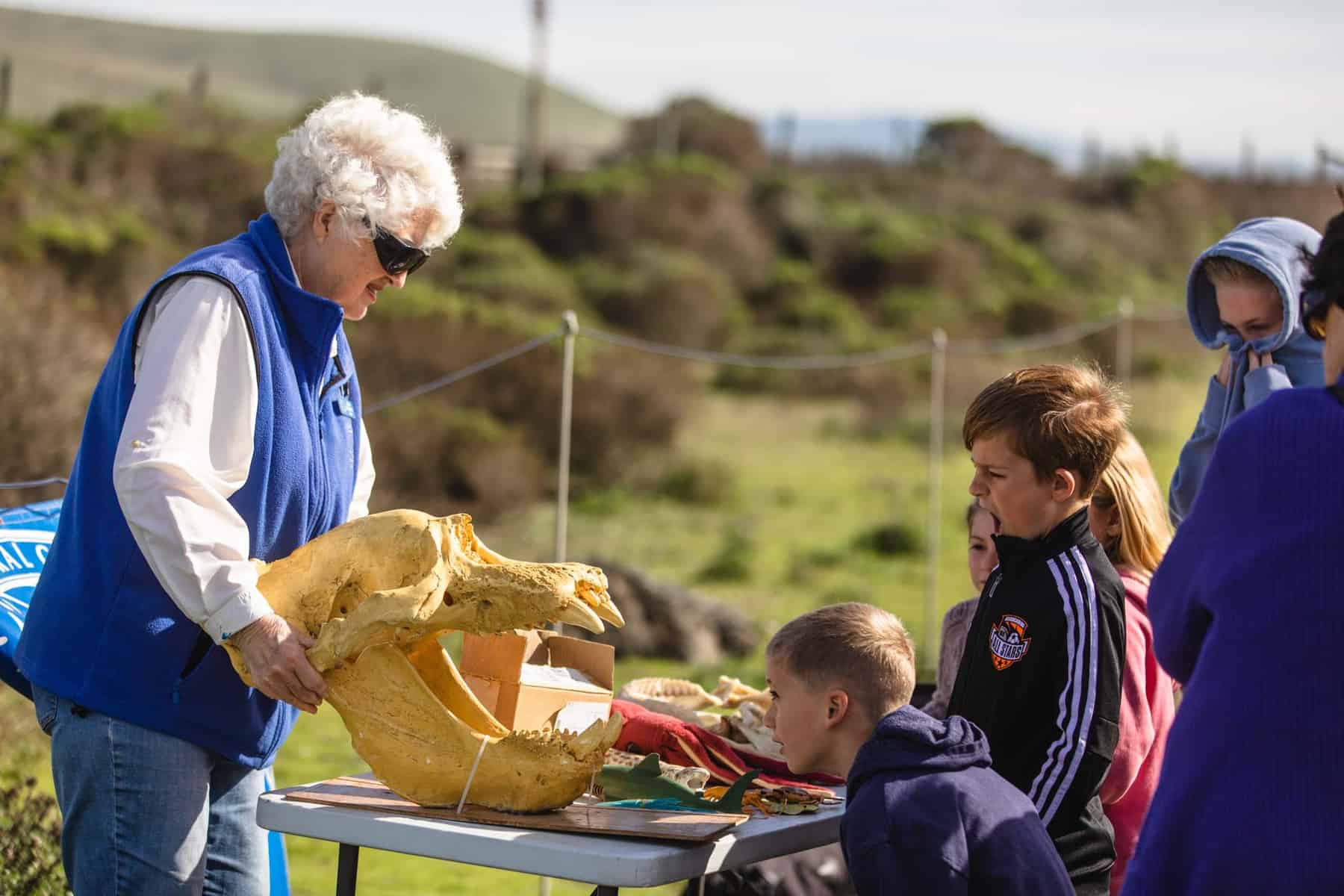 San Simeon elephant seal viewing