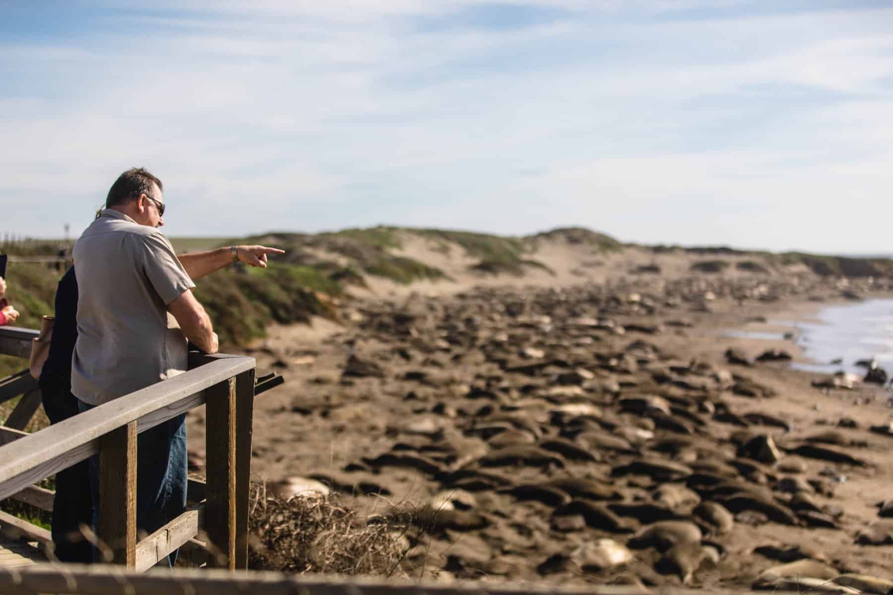 San Simeon elephant seal viewing